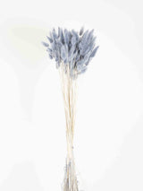 ISACCO » Mazzo di Lagurus grigio chiaro - Bloomoon