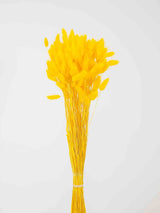 IVANA » Mazzo di Lagurus giallo - Bloomoon