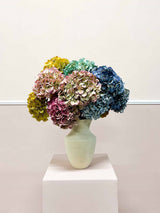LEONARDA 5 COLORI + LONELLA - Bloomoon
