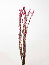 LIDIANA » Mazzo di Salice colorato essiccato rosa - Bloomoon