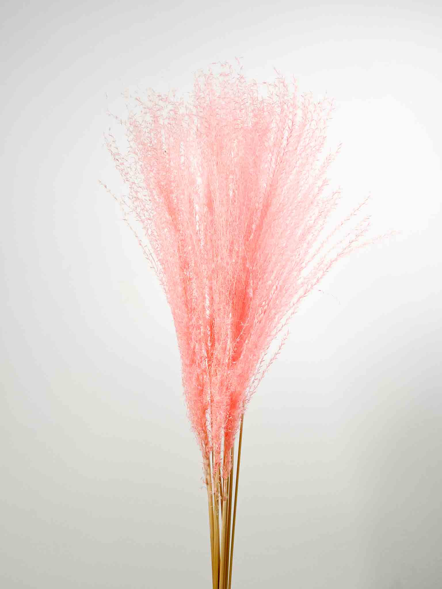 MARINA » Miscanthus rosa essiccato - Bloomoon