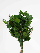 MARLENE » Mazzo di Edera stabilizzata verde - Bloomoon
