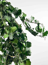 MASHA » Mazzo di Edera piccola ricadente stabilizzata verde - Bloomoon