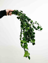 MASHA » Mazzo di Edera piccola ricadente stabilizzata verde - Bloomoon