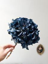MIRKO » Ortensia stabilizzata extra blu - Bloomoon