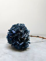 MIRKO » Ortensia stabilizzata extra blu - Bloomoon