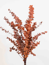 NADIA » Mazzo di Eucalipto Stuartiana stabilizzato arancione - Bloomoon
