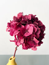 NORA » Ortensia stabilizzata extra fucsia - Bloomoon