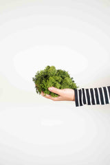 NORBERTO » Muschio nordico stabilizzato verde scuro 500gr - Bloomoon