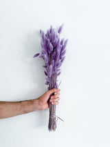 NUNZIA » Mazzo di Lagurus colorato glicine - Bloomoon