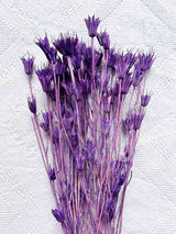 OLISA » Mazzo di Nigella Orientalis essiccata viola - Bloomoon