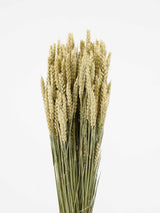 PACO » Mazzo di Tarwe naturale - Bloomoon