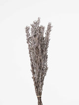 PAKI » Pubescens stabilizzato bianco argento - Bloomoon