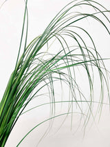 PANDOLFO » Mazzo di Gynerium verde - Bloomoon