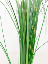 PANDOLFO » Mazzo di Gynerium verde - Bloomoon