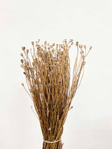 PIXIE » Mazzo di porta semi del Papavero selvatico naturale - Bloomoon