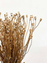 PIXIE » Mazzo di porta semi del Papavero selvatico naturale - Bloomoon