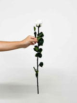ROSA » Stelo di Rosa bianca 50cm - Bloomoon
