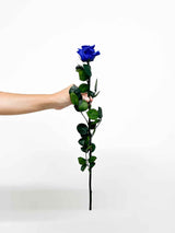 ROSA » Stelo di Rosa blu 50cm - Bloomoon