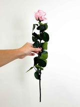 ROSA » stelo di Rosa rosa chiaro 50cm - Bloomoon