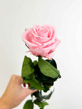 ROSA » stelo di Rosa rosa chiaro 50cm - Bloomoon