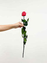 ROSA » Stelo di Rosa rosa scuro 50cm - Bloomoon