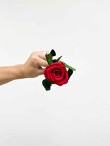 ROSA » Stelo di Rosa rosso 50cm - Bloomoon
