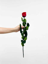 ROSA » Stelo di Rosa rosso 50cm - Bloomoon