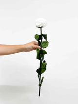 ROSALBA » Stelo di Rosa bianca 50cm premium - Bloomoon