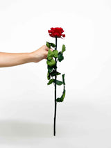 ROSALBA » Stelo di Rosa rossa 50cm premium - Bloomoon