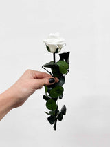 ROSITA » Stelo di Rosa bianco 25cm - Bloomoon