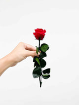 ROSITA » Stelo di Rosa rosso 25cm - Bloomoon