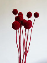 RUDOLPH » Mazzo di Craspedia rosso 10 steli - Bloomoon