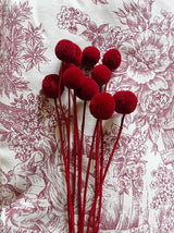 RUDOLPH » Mazzo di Craspedia rosso 10 steli - Bloomoon