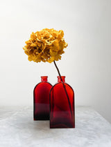 SANDRO » Ortensia stabilizzata extra giallo senape - Bloomoon