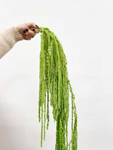 SAURO » Amaranthus ricadente stabilizzato verde chiaro - Bloomoon