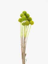 TOBIA » Mazzo di Craspedia verde 10 steli - Bloomoon