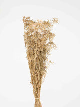 TONY » Mazzo di Finocchio naturale essiccato - Bloomoon