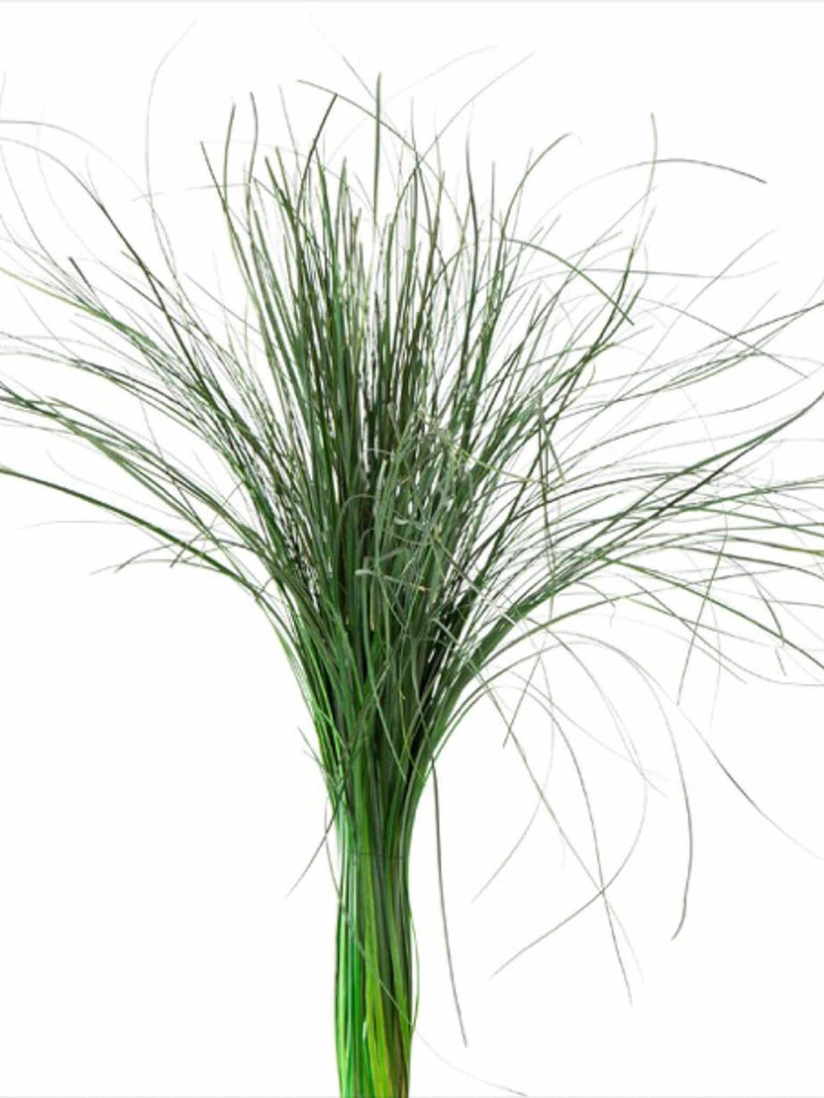 UMBERTA » Mazzo di Bear Grass verde - Bloomoon