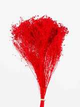 UMBERTO » Mazzo di Broom Bloom rosso - Bloomoon