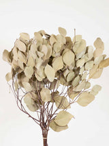 ZAFFIRO » Mazzo di Eucalipto Populus essiccato naturale - Bloomoon