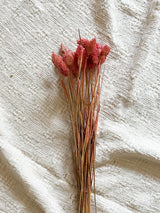 ADELE » Mazzo per bouquet di fiori secchi rosa antico - Bloomoon