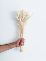 BRUNO » Mazzo di Lagurus bianco - Bloomoon