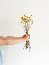 GIORGIO » Mazzo di Craspedia naturale 20 steli - Bloomoon