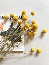 GIORGIO » Mazzo di Craspedia naturale 20 steli - Bloomoon