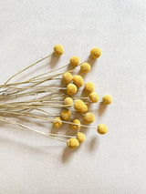 GIORGIO » Mazzo di Craspedia naturale 20 steli - Bloomoon