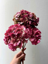 LEONARDA » 3 Dried Hydrangeas in Fuchsia Shades