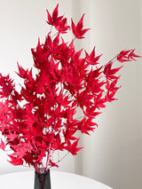 ACEA » foglie di acero stabilizzato rosso