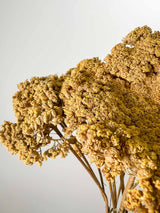 TEA » Mazzo di Achillea naturale