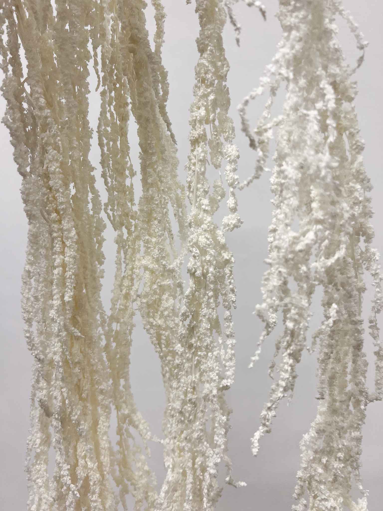 ADELMO » Preserved white drooping Amaranthus